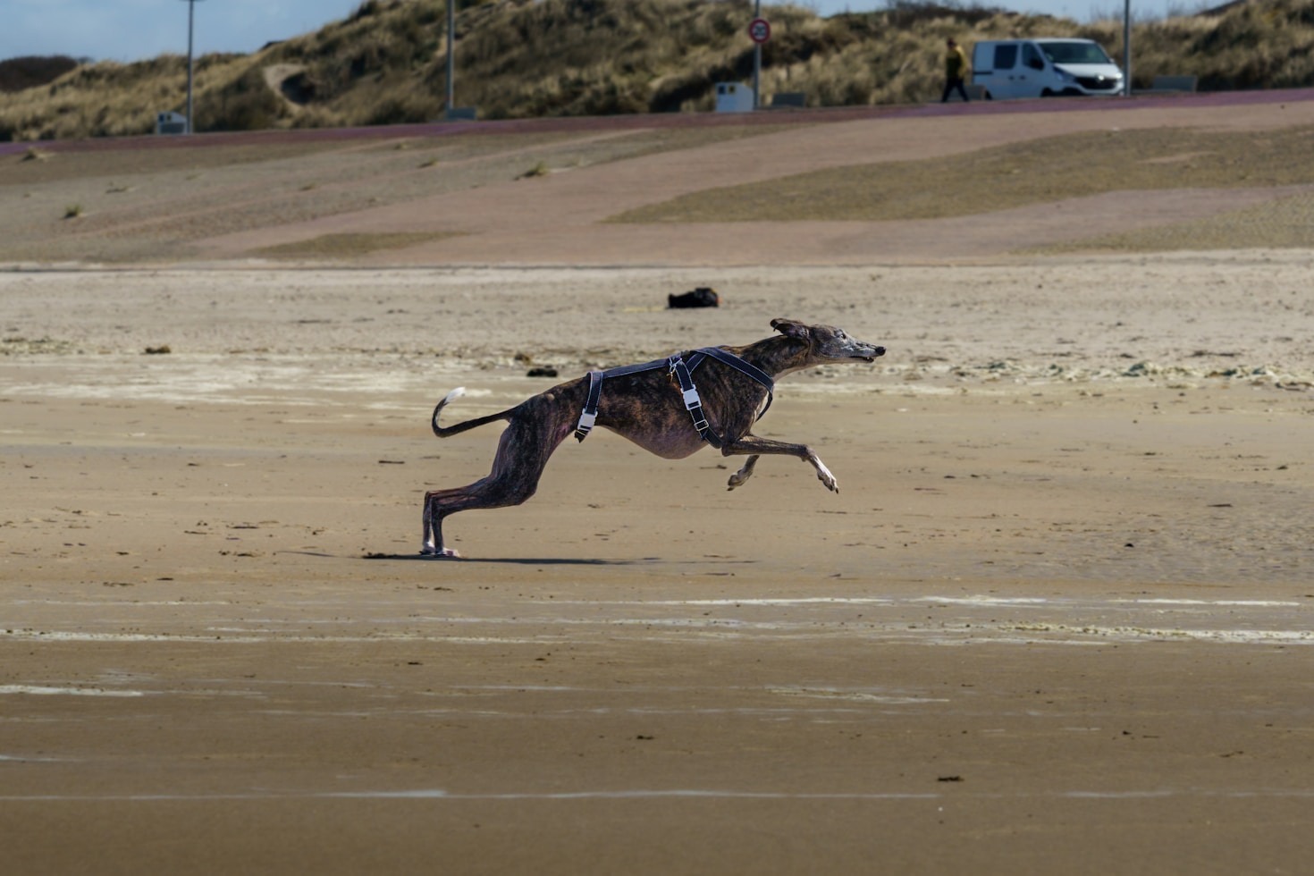 Waarom Greyhound beelden het perfecte interieuraccent vormen